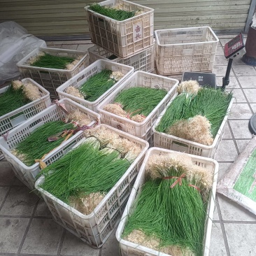 薤白野生小根蒜