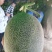 精品头茬哈密瓜