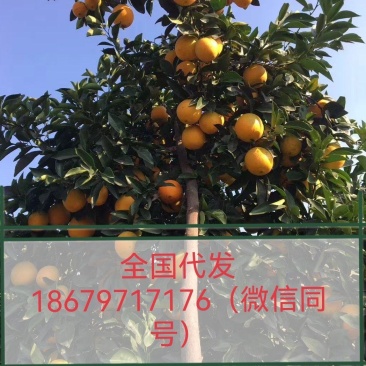 整车对接各大市场，商超，平板大军，电商抖音各大平台一件代