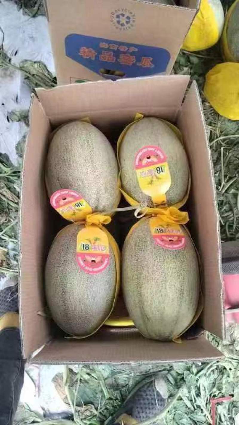海南乐东哈密瓜沙地哈密瓜晓蜜25基地直供货源充足电商团购