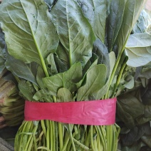 河北衡水宝华疏菜市场菠菜大量上市