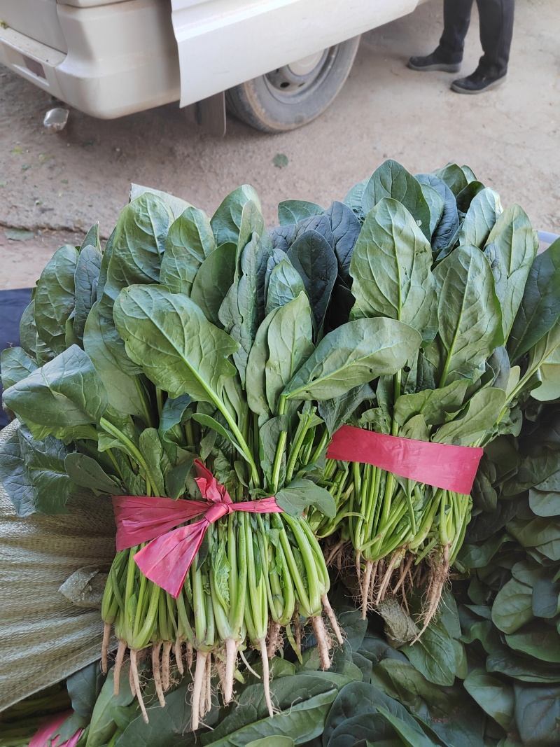 河北衡水宝华疏菜市场菠菜大量上市