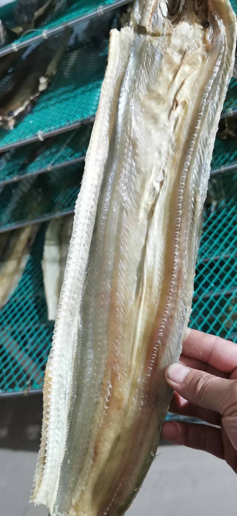 淡干鳗鱼干