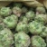 芥菜精品芥菜大量供应可视频看货