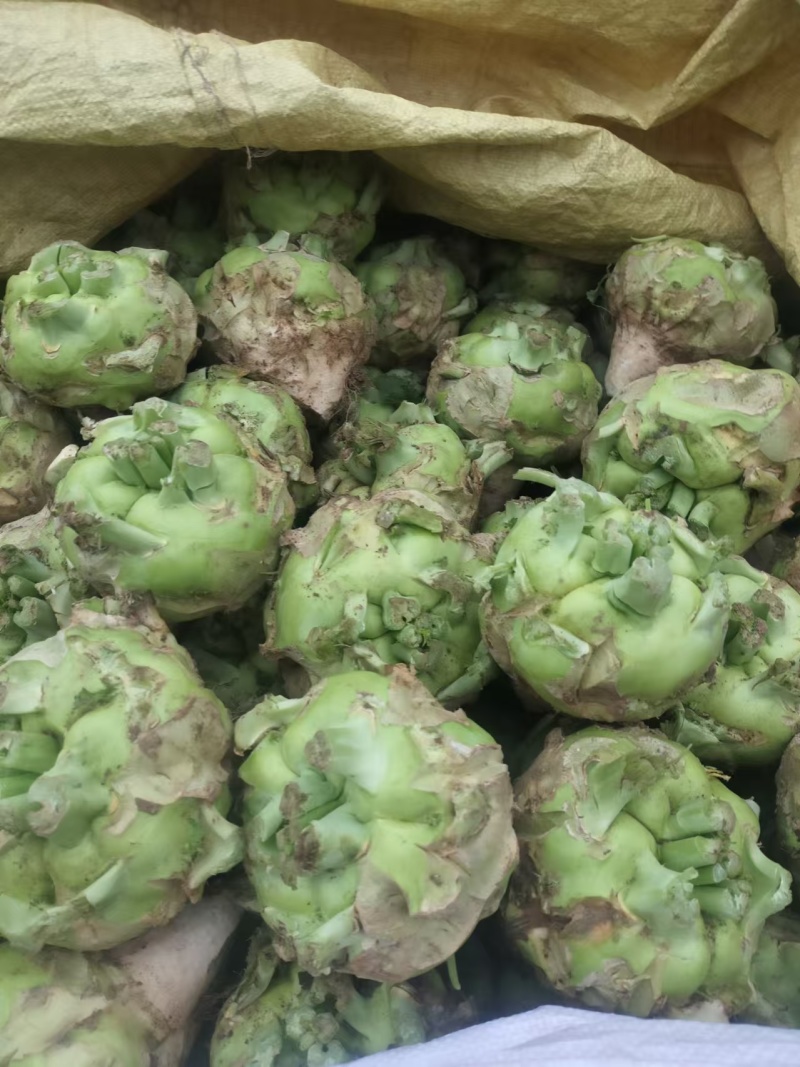 芥菜精品芥菜大量供应可视频看货