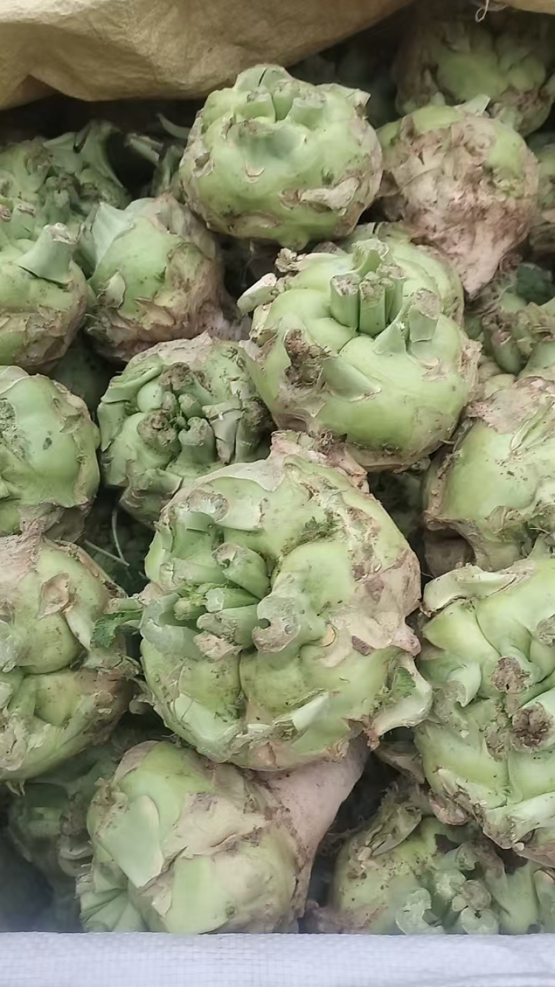 芥菜精品芥菜大量供应可视频看货