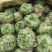 芥菜精品芥菜大量供应可视频看货