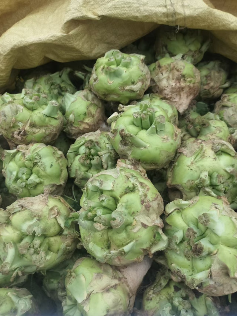 芥菜精品芥菜大量供应可视频看货