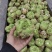芥菜精品芥菜大量供应可视频看货