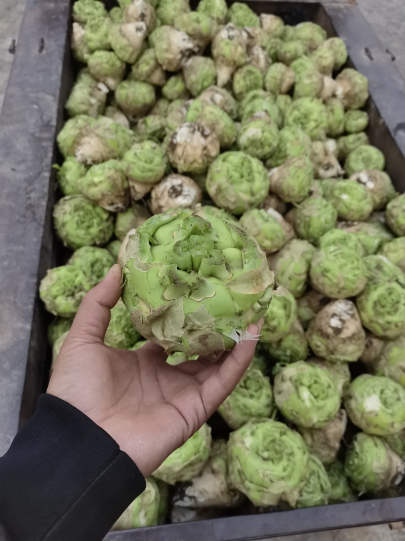 芥菜精品芥菜大量供应可视频看货