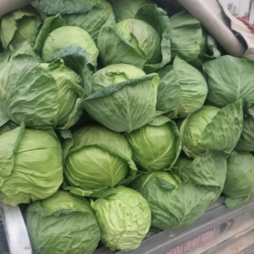 圆包菜甘蓝大量供应个头均匀量大优惠