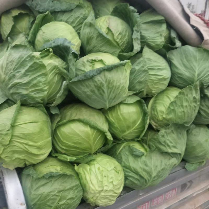 圆包菜甘蓝大量供应个头均匀量大优惠