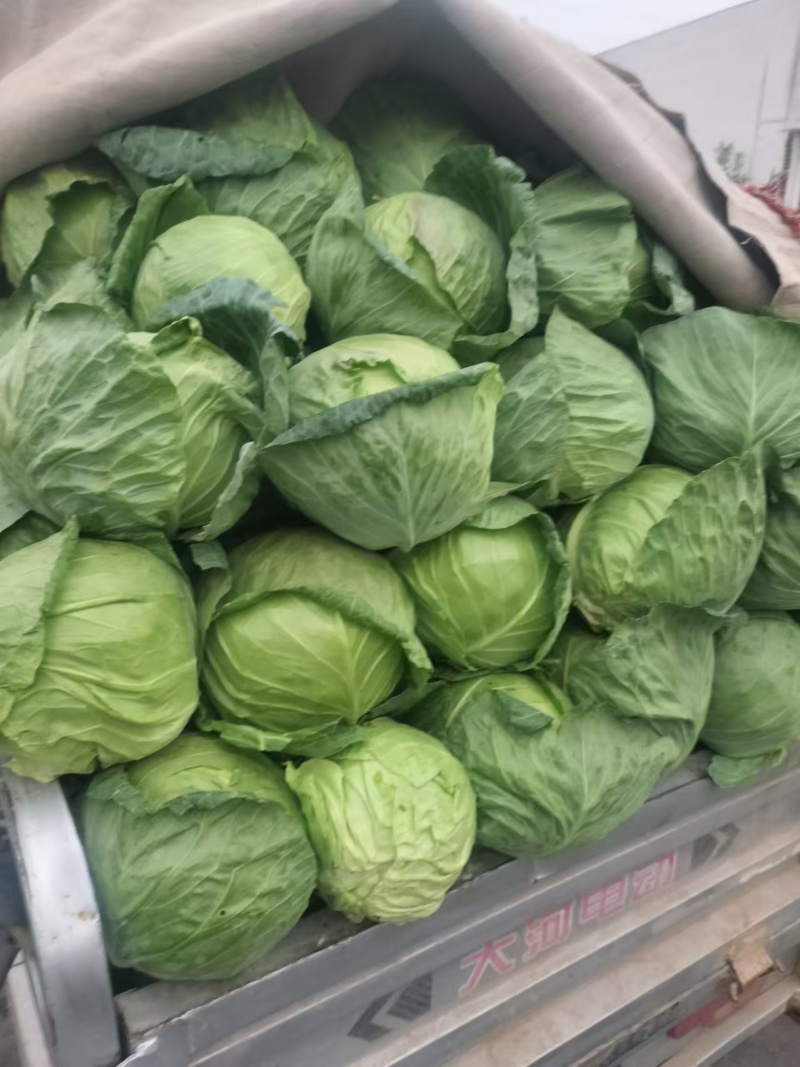 圆包菜甘蓝大量供应个头均匀量大优惠