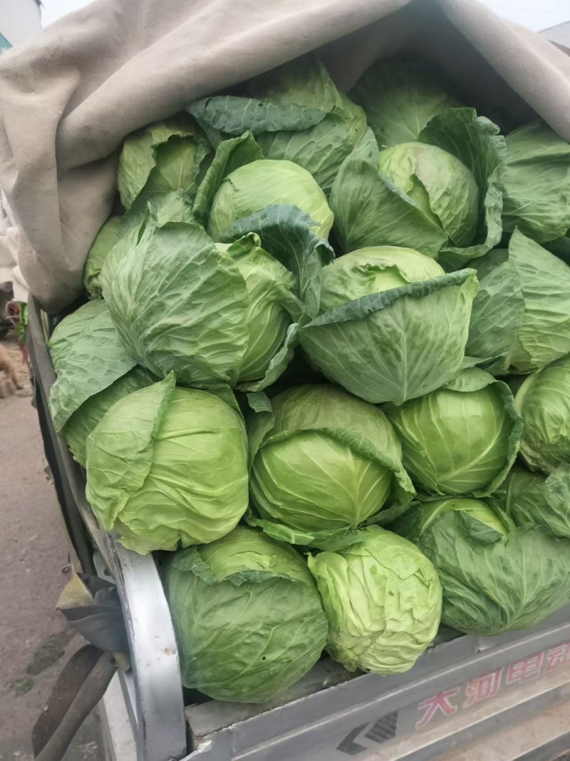 圆包菜甘蓝大量供应个头均匀量大优惠