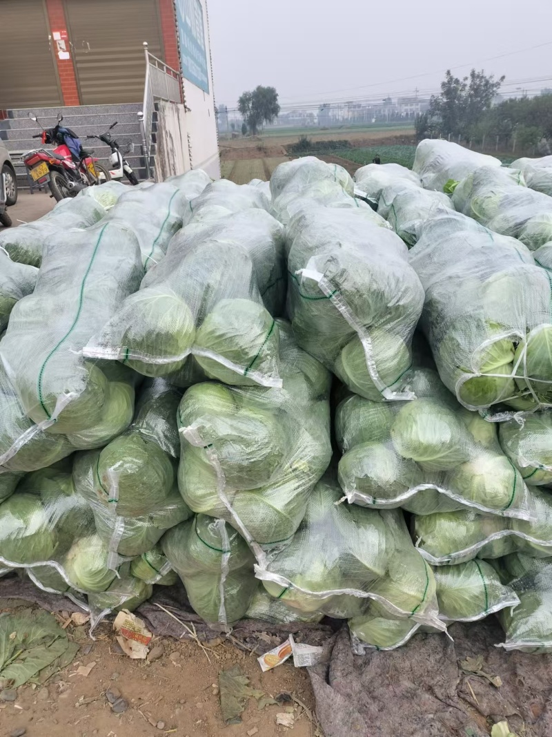 圆包菜甘蓝大量供应个头均匀量大优惠