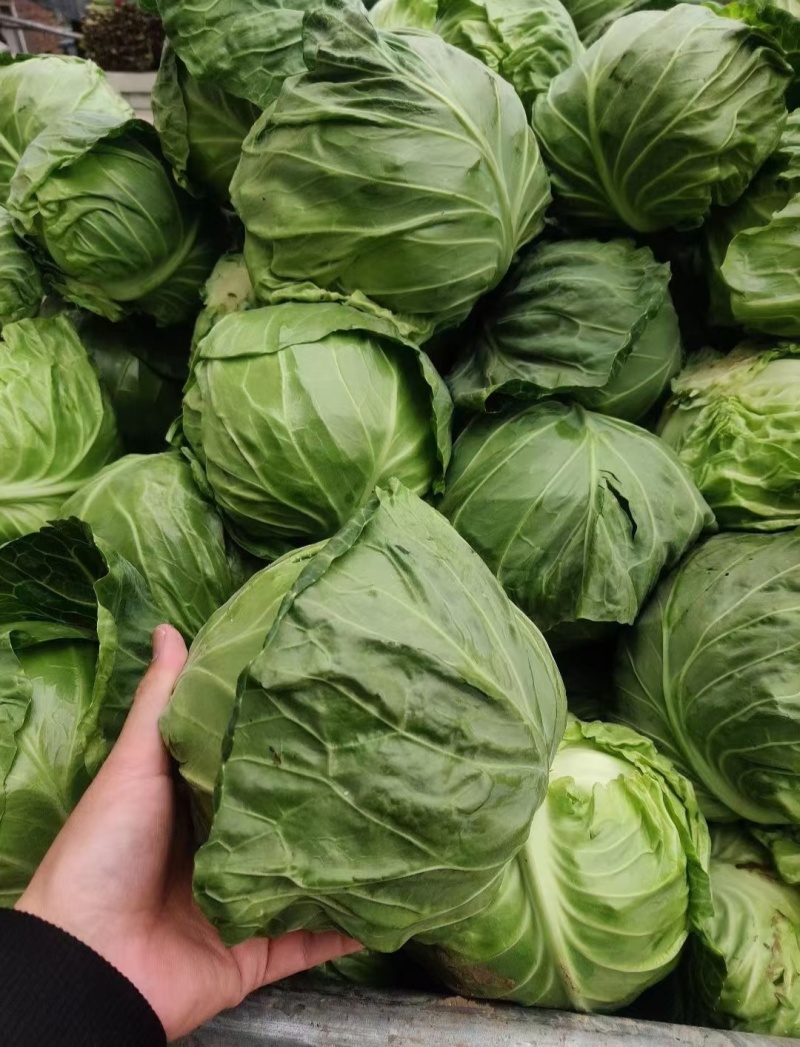 圆包菜甘蓝大量供应个头均匀量大优惠