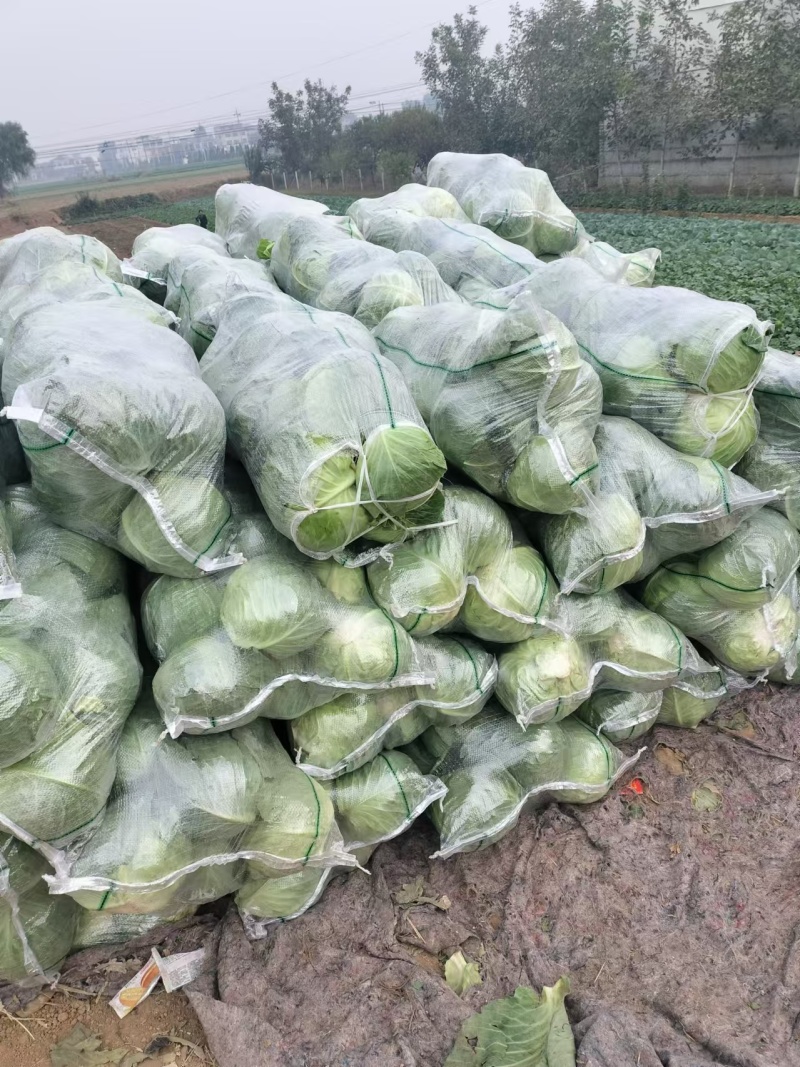 圆包菜甘蓝大量供应个头均匀量大优惠