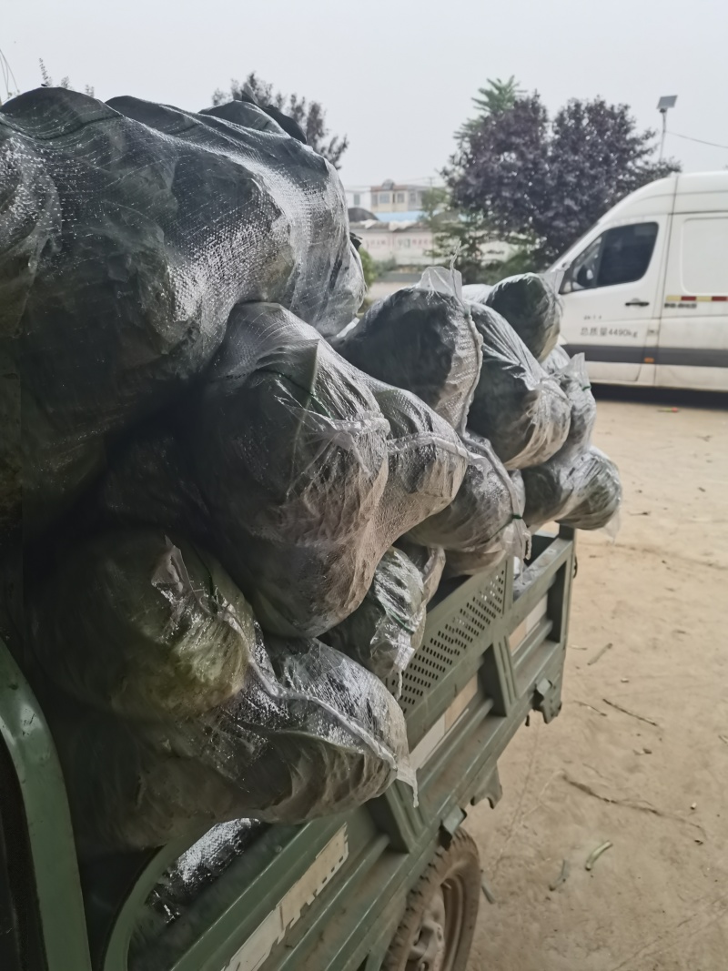 圆包菜甘蓝大量供应个头均匀量大优惠