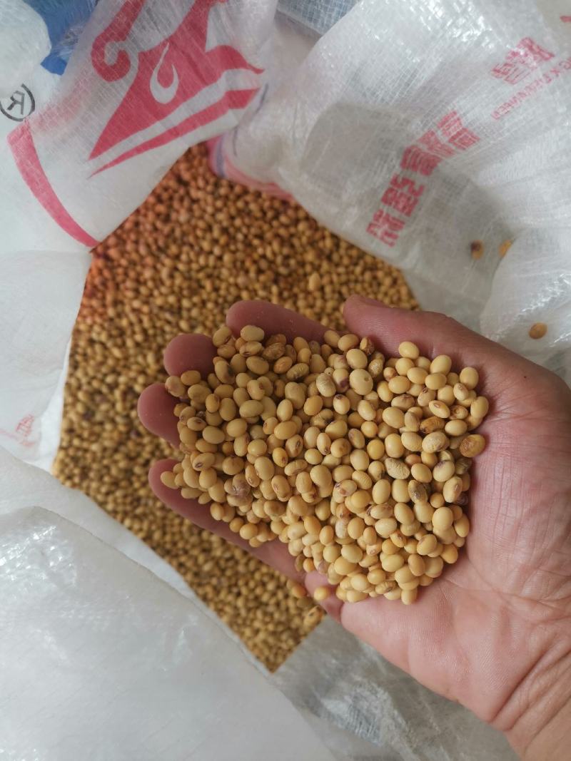 贵州望谟本地黄豆批发