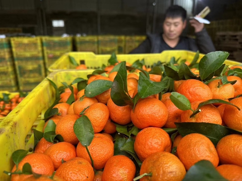 精品广西砂糖橘，东方红对接国内国外出口，支持视频看货
