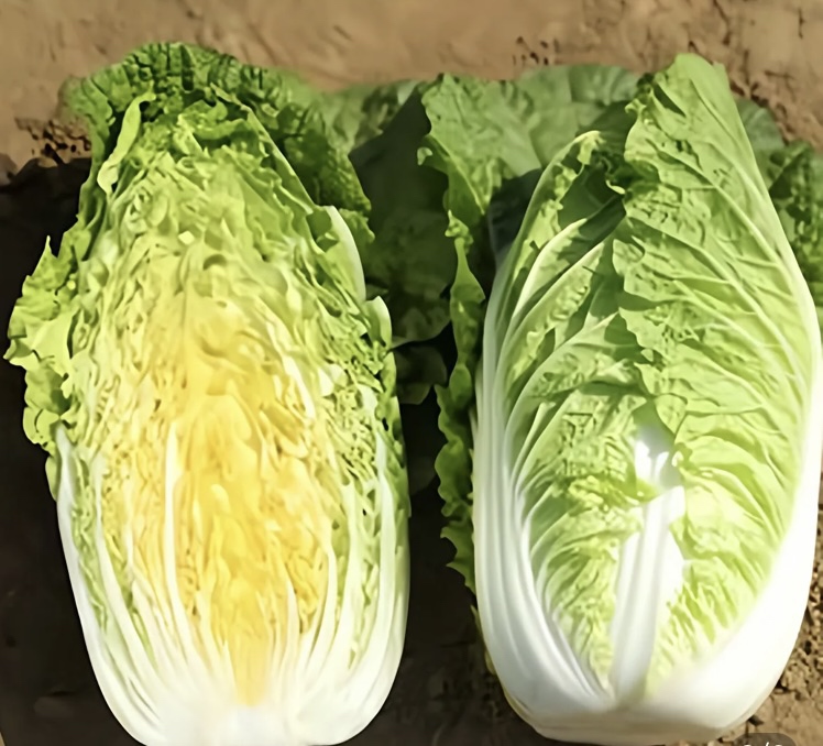 高清成品图:基围虾仁饱满弹牙,均匀铺于嫩黄娃娃菜片之上,叶片保持自然卷曲弧度,无出水、无焦边,点缀鲜翠葱花,呈现专业级清鲜质感 娃娃菜炒虾仁成品特写:雪白饱满的基围虾仁整齐铺陈在嫩黄娃娃菜片上,菜叶卷曲有弹性,锅底无积水,撒有翠绿葱花,整体油亮不腻,呈现高级清鲜质感