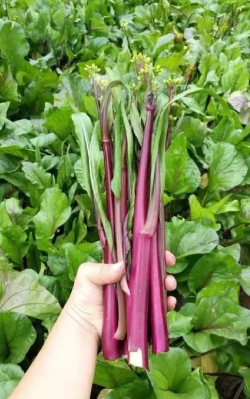 湖北天门特产红菜苔上市，对接各大商超批发市场支持一件代发