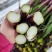湖北天门特产红菜苔上市，对接各大商超批发市场支持一件代发
