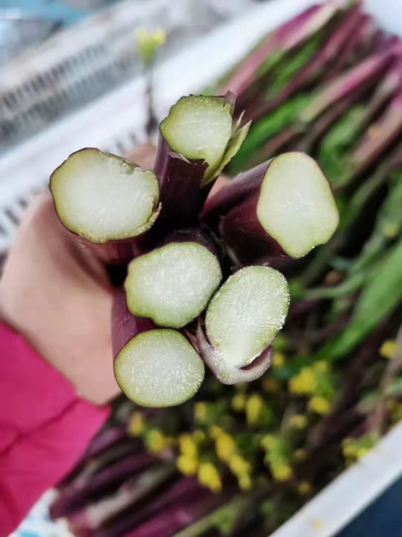 湖北天门特产红菜苔上市，对接各大商超批发市场支持一件代发