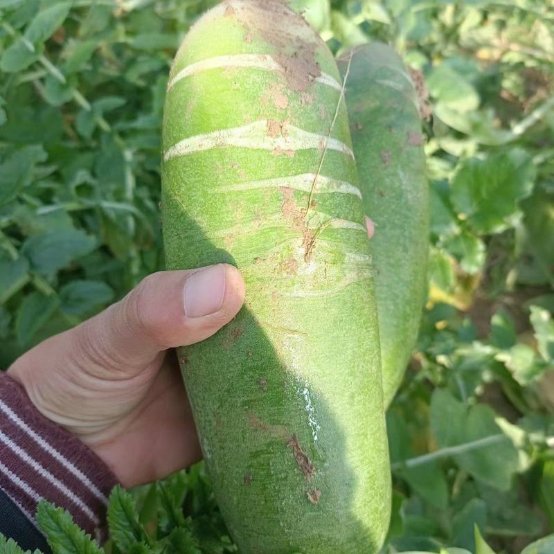 山东滨州水果萝卜青萝卜大量上市，对接电商，批发市场超市