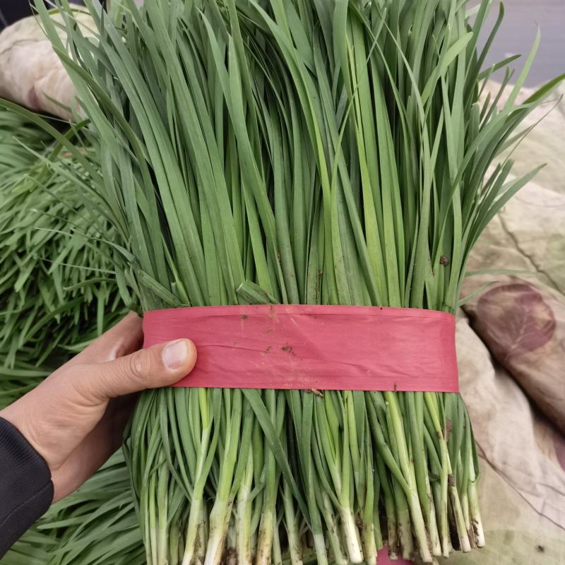 河南平顶山大叶韭菜大量有货可视频看货量大从优