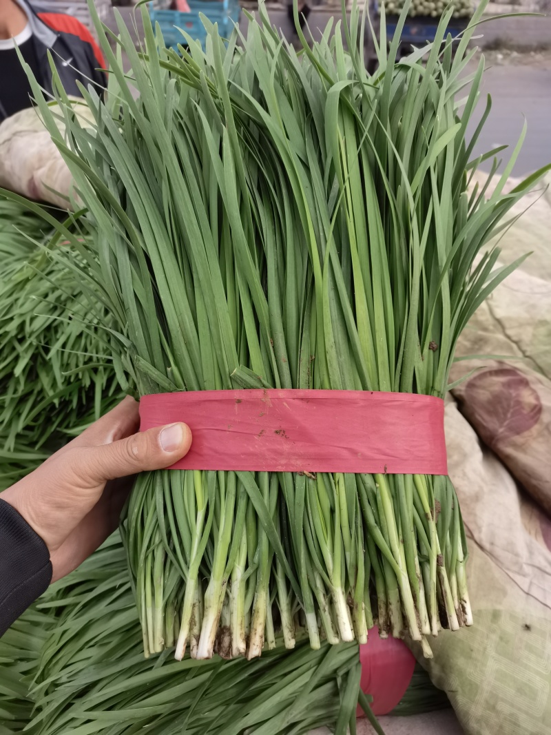 河南平顶山大叶韭菜大量有货可视频看货量大从优