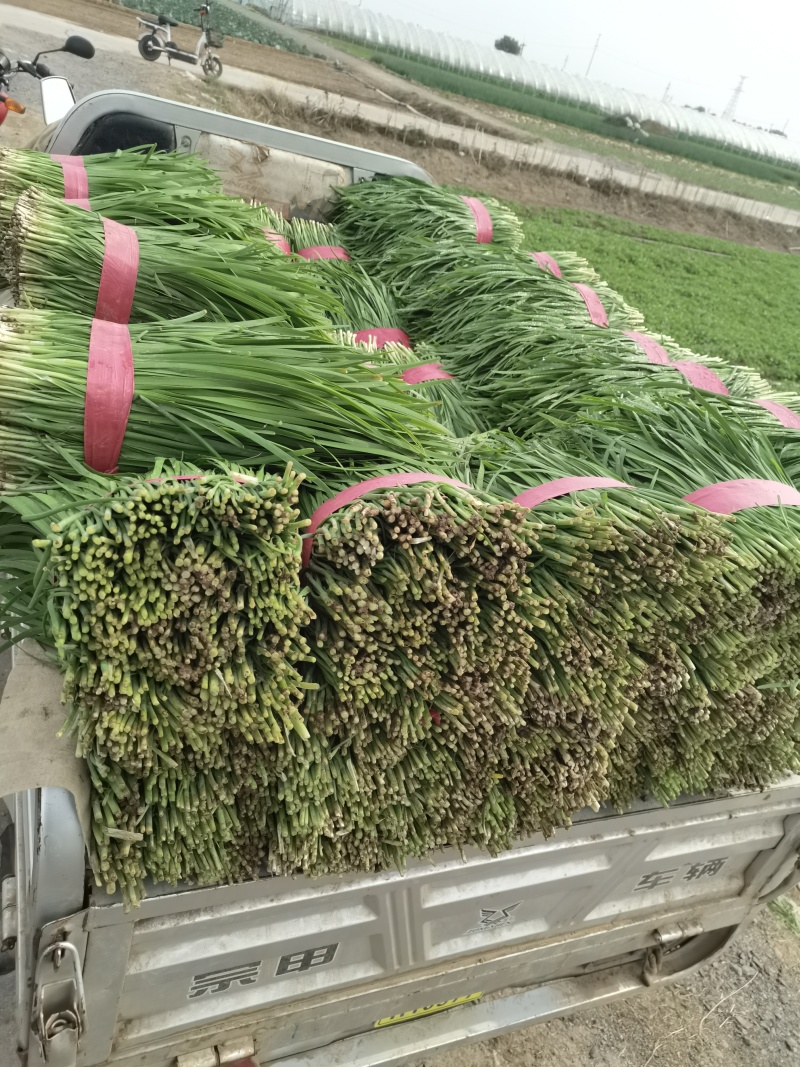 河南平顶山大叶韭菜大量有货可视频看货量大从优