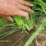 河南平顶山大叶韭菜大量有货可视频看货量大从优