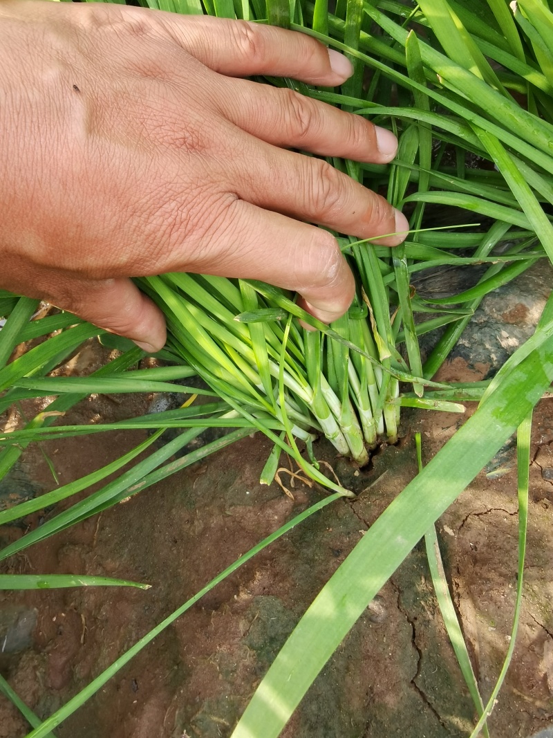 河南平顶山大叶韭菜大量有货可视频看货量大从优