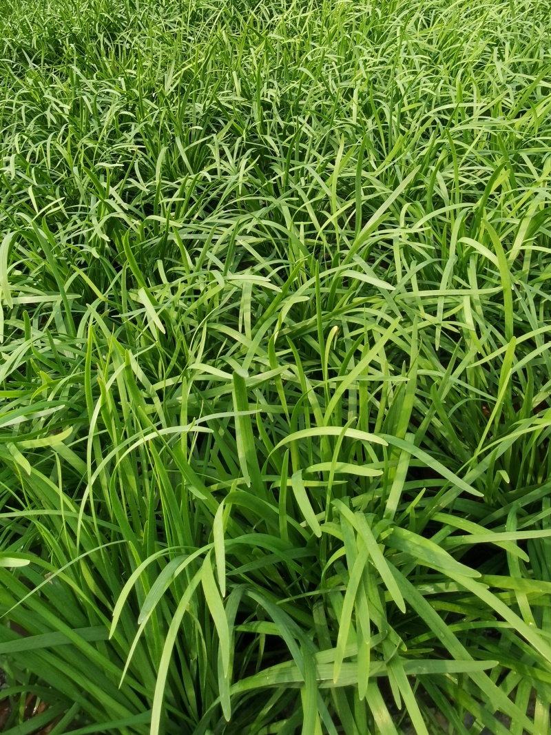 河南平顶山大叶韭菜大量有货可视频看货量大从优