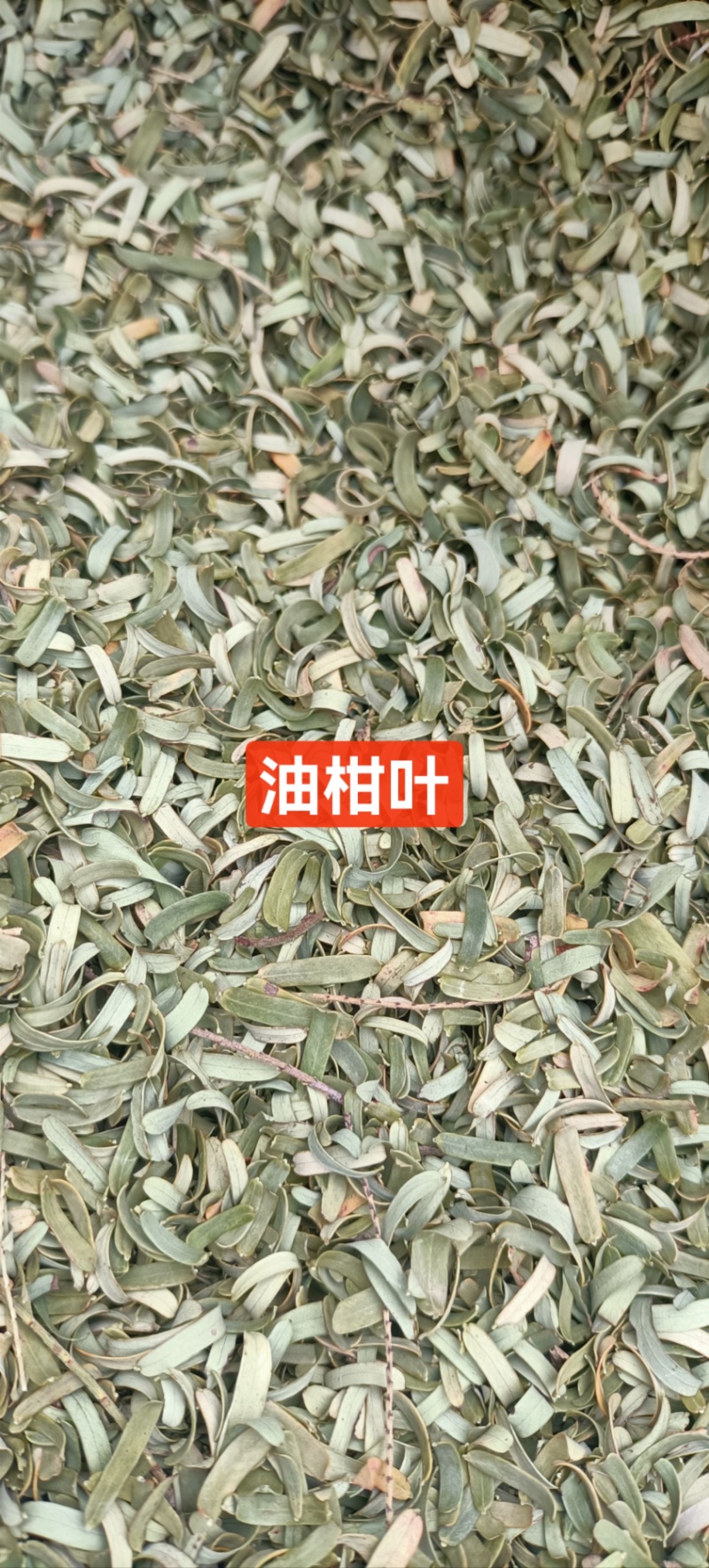 新货野生油柑叶新晒牛甘叶散装余甘子叶，油甘果叶子
