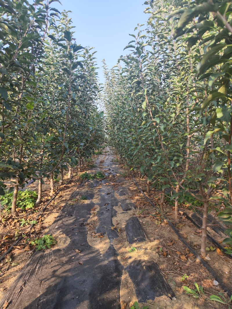 维纳斯黄金苹果苗，维纳斯黄金苹果树苗，精品维纳斯黄金苹果