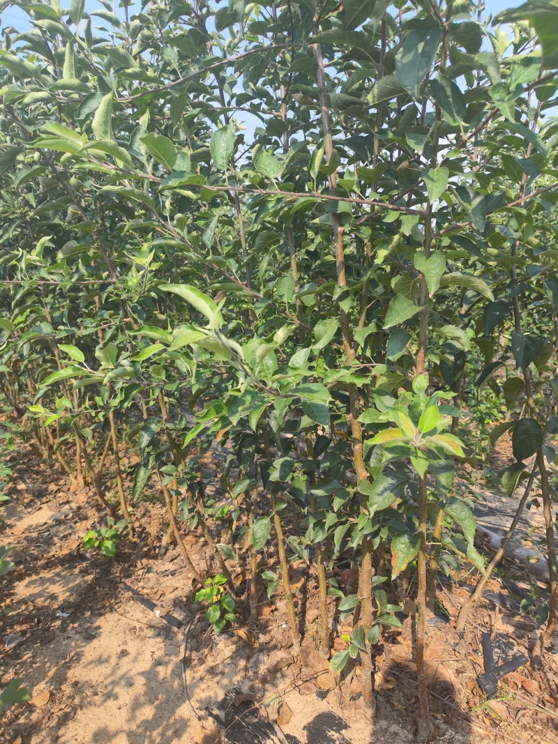 维纳斯黄金苹果苗，维纳斯黄金苹果树苗，精品维纳斯黄金苹果