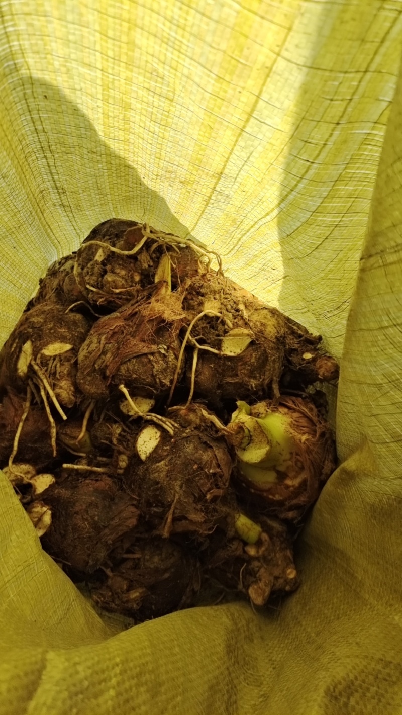 牛奶芋头：