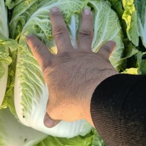 黄心大白菜