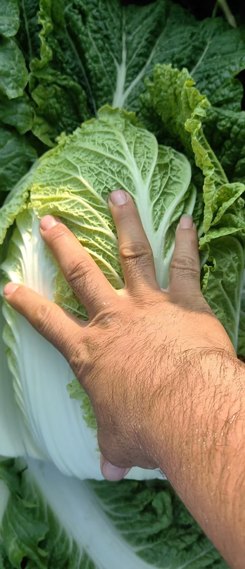 黄心大白菜