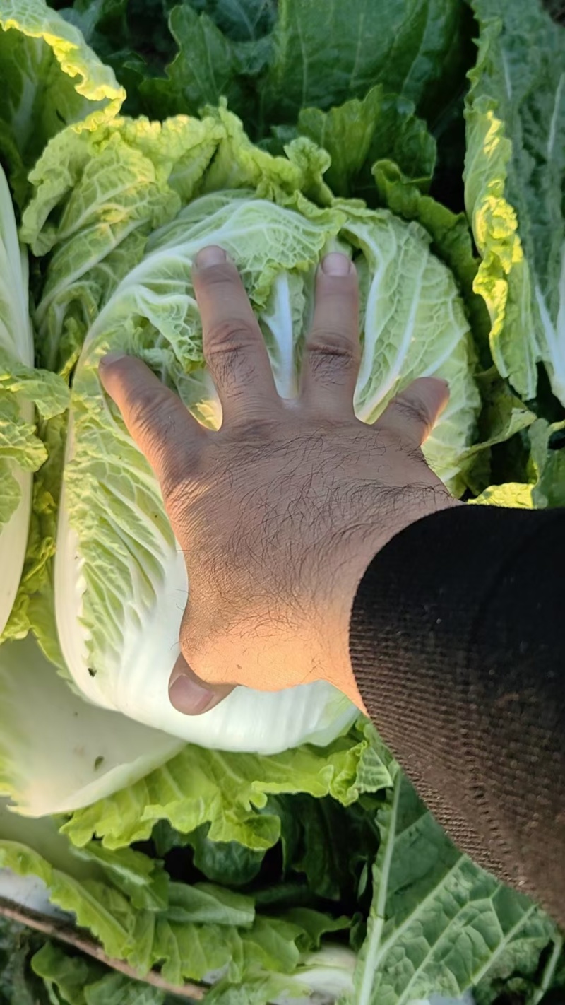 黄心大白菜