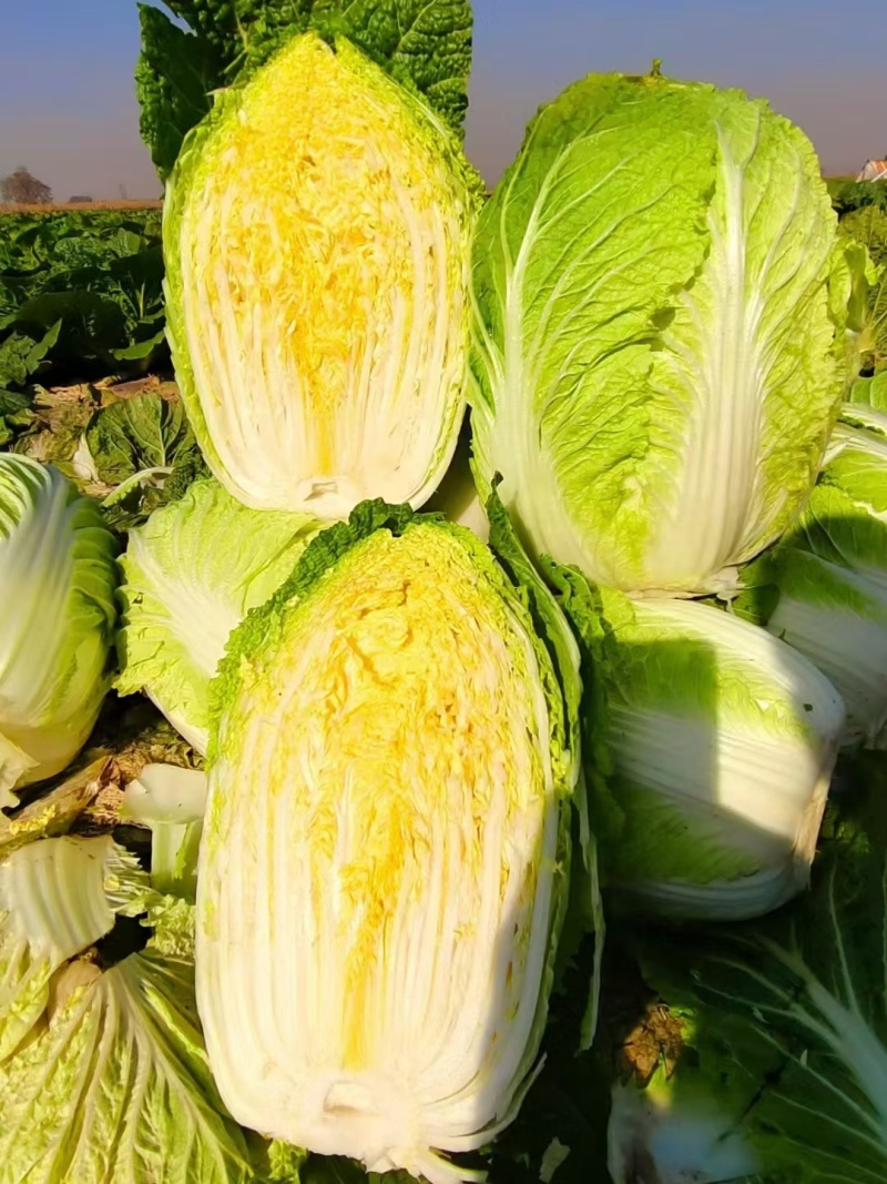 黄心大白菜