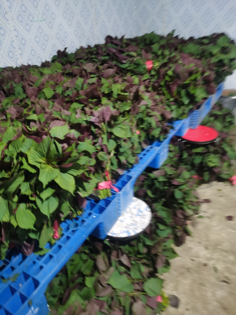 常年供应食用紫苏全国发货量大价优欢迎联系