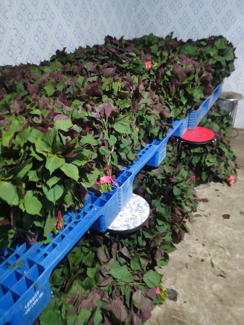 常年供应食用紫苏全国发货量大价优欢迎联系