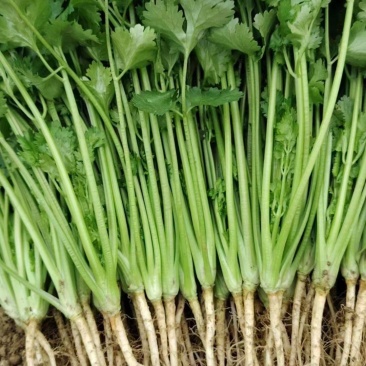精品香菜应季供应一手货源全国发货量大价优欢迎联系