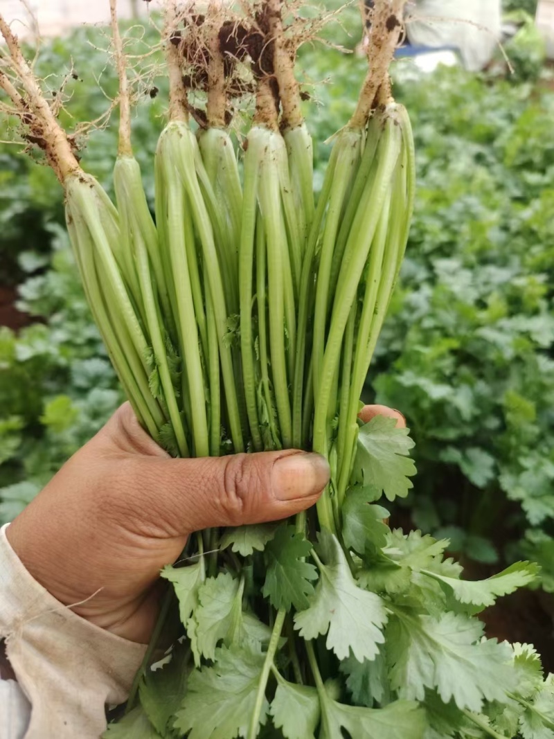 精品香菜应季供应一手货源全国发货量大价优欢迎联系