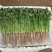 精品香菜应季供应一手货源全国发货量大价优欢迎联系