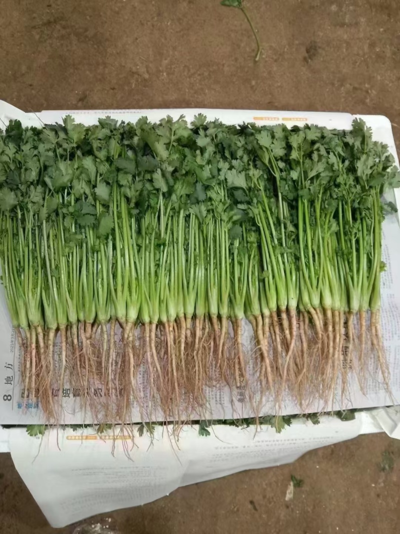 精品香菜应季供应一手货源全国发货量大价优欢迎联系