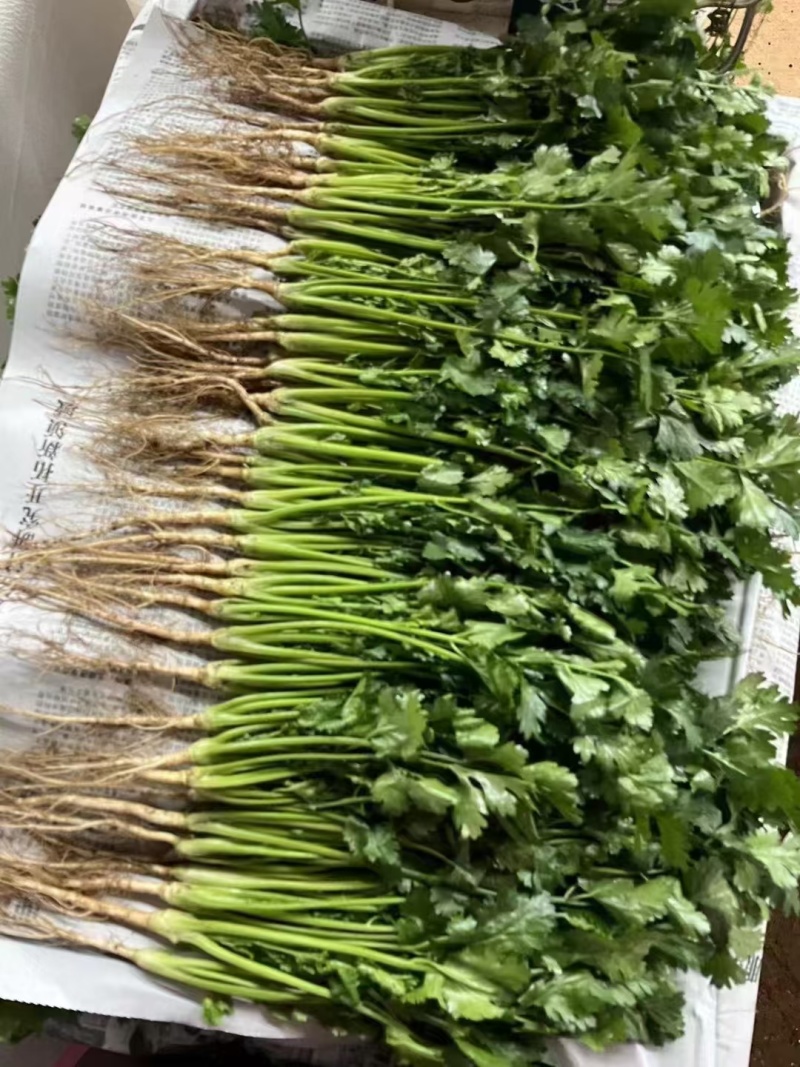 精品香菜应季供应一手货源全国发货量大价优欢迎联系